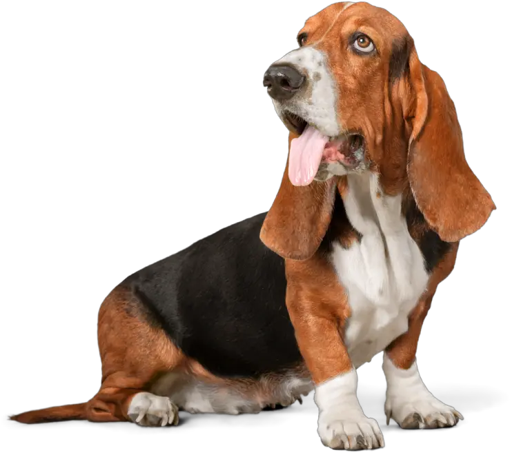 Image Is Not Available Dog Walking Transparent Background Hush Puppy Dog Png Dogs Transparent Background