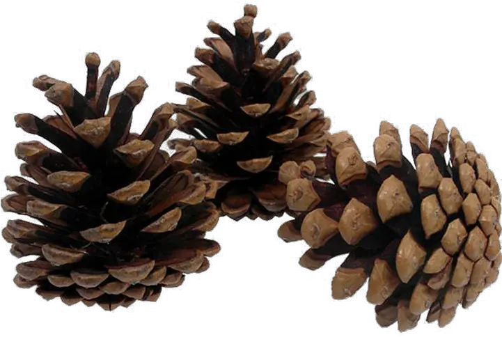 Pine Cone Png Image Transparent Transparent Pine Cone Png Pine Cone Png