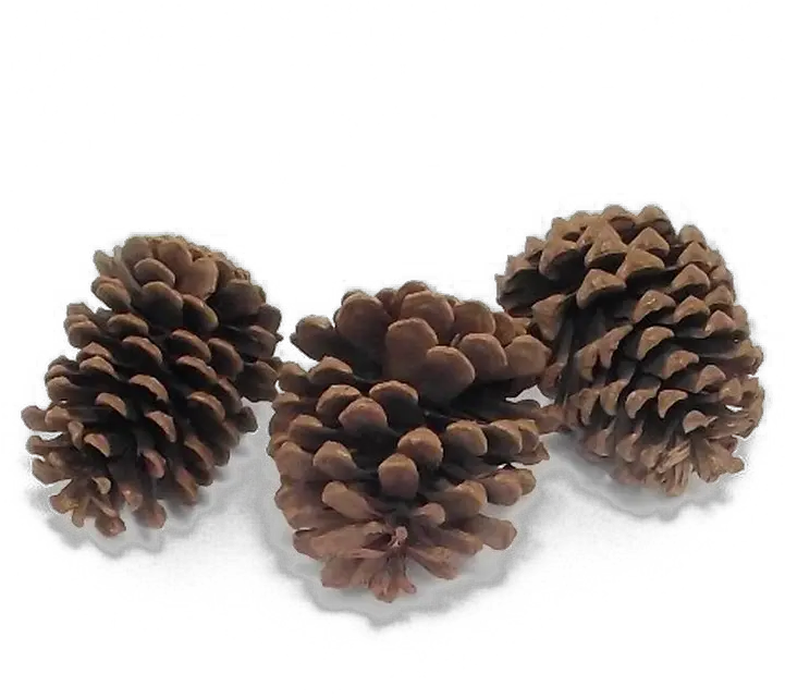 Pine Cone Png High Quality Image Png Arts Mexican Pinyon Pine Cone Png