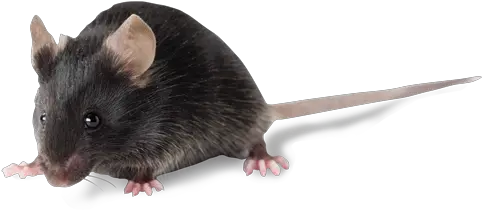 C57bl6 Inbred Mice C57bl6jolahsd C57bl 6 Mice Png Mouse Rodent Icon