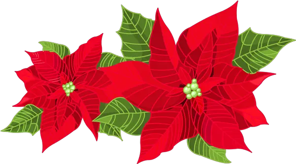 Free Mistletoe Clipart Transparent Download Clip Art Clip Art Border Poinsettia Png Mistletoe Transparent