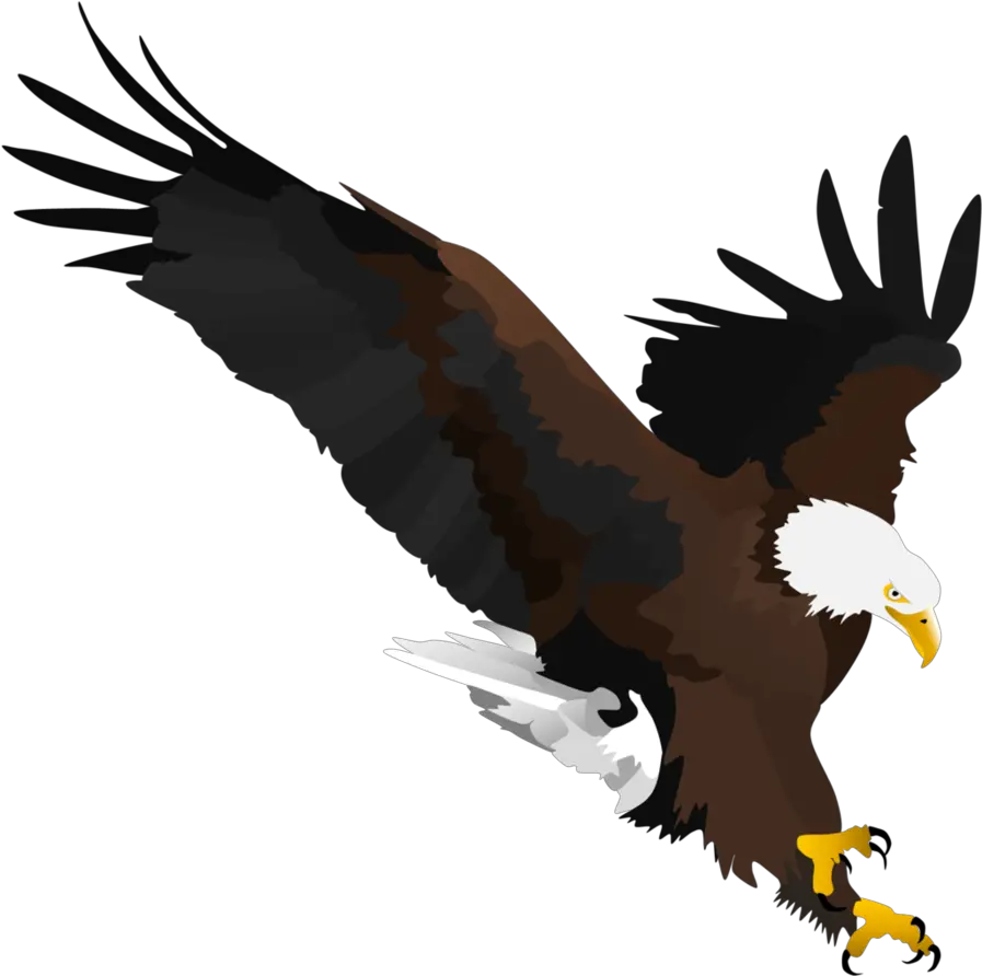 Bald Eagle By Fox Shade Golden Eagle 896x891 Png Bald Eagle Golden Eagle Png