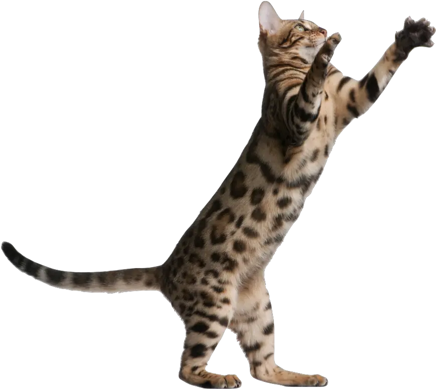 Jumping Cat Png Picture Transparent Cat Jump Png Cat Png Transparent