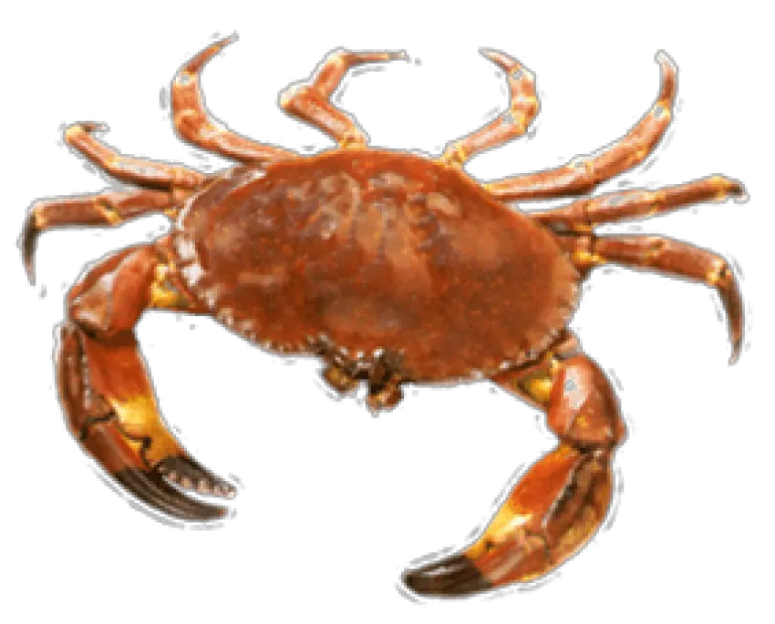 Png Crab Transparent Background Crab Png Crab Transparent Background