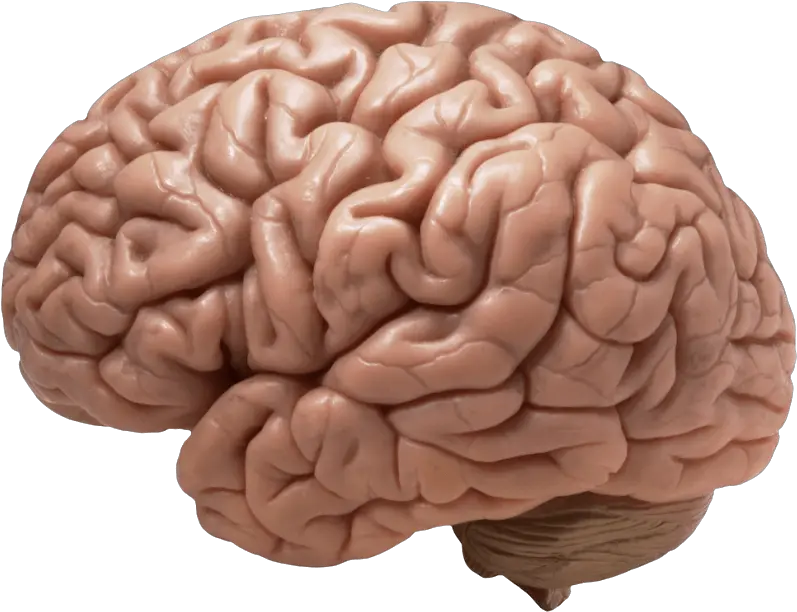 Brain Transparent Png 1 Image Does A Brain Look Like Brain Transparent Image