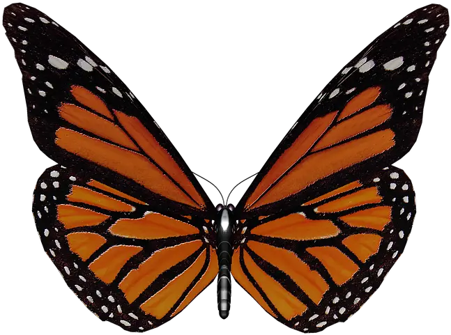 Butterfly Wings Garden Monarch Butterfly Png Transparent Butterfly Wings Png