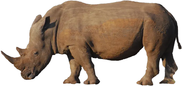 Background Free Download Me 1600x1200 Rhino Png Rhino Transparent Background