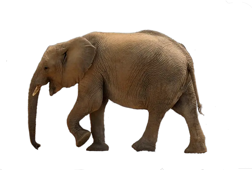 Baby Elephant Png Picture Baby Elephant Png Transparent Baby Elephant Png