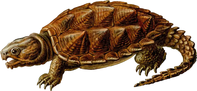 Snapping Turtle Png Transparent Images Alligator Snapping Turtle Png Turtle Clipart Png