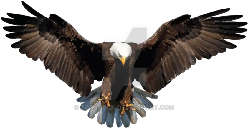 Transparent Feathers Eagle Picture Transparent Background Eagle Png Eagle Transparent Background