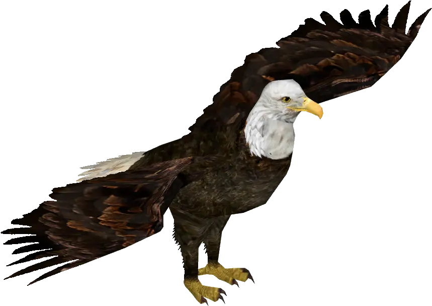 Download Hd Bald Eagle Wedge Tailed Eagle Png Bald Eagle Transparent