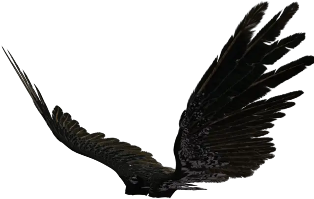 Dark Angel Clipart Pegasus Wing Transparent Black Angel Realistic Angel Wings Side View Png Angel Wings Png