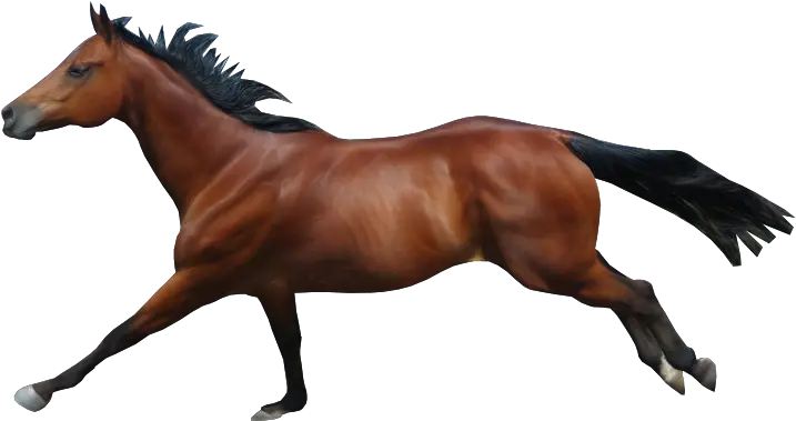 Mane Mustang Stallion Rein Mare Horse Running No Background Png Horse Running Png