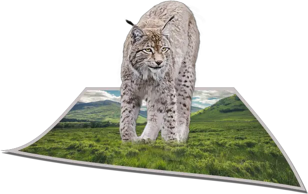 Bobcat 3d Art Free Stock Photo Public Domain Pictures Eurasian Lynx Png Bobcat Icon