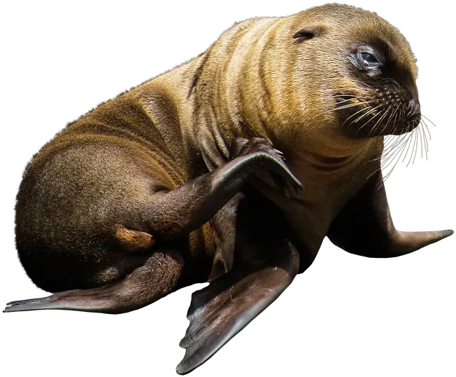 500 Free Sea Lion U0026 Seal Images Pixabay Aniamles Marinos Png Lion Transparent