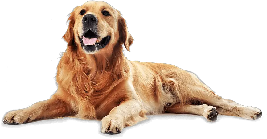 Dog Life Plano De Saúde Animal Raised Outdoor Dog Bed Png Pet Png