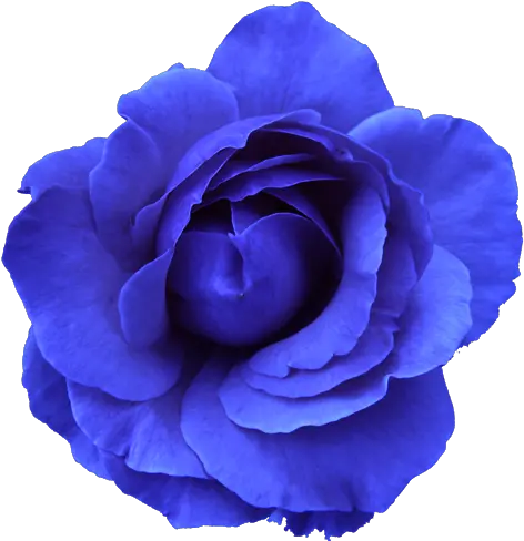 Flower Rose Blue No Back Free Images Vector Flowers On A Transparent Background Png Rose Vector Png