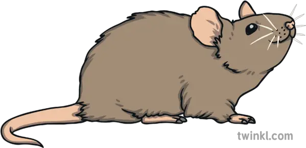 Mouse Animal Nature Wildlife Open Brown Rat Png Mouse Animal Png