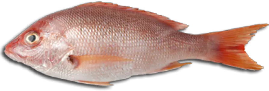 Download Red Fish Png Transparent Png Png Images Fish Meat Clipart Fish Png Transparent