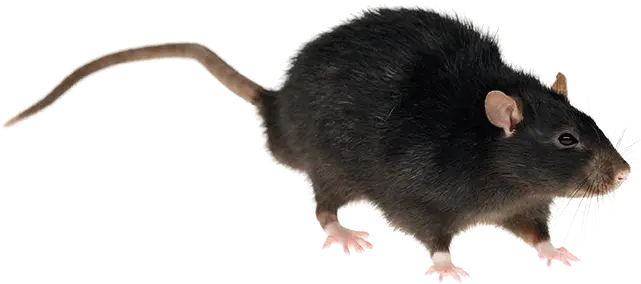 What Is The Difference Between A Rat And Mouse Rentokil Verschil Rat En Muis Png Rat Transparent