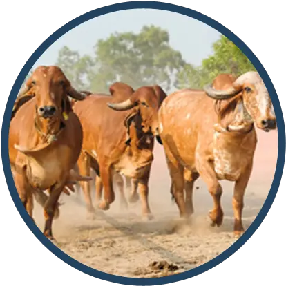 Download Hd Captains Farm Home Gir Cow Gir Gai Transparent Gir Cow Image Hd Png Gir Png