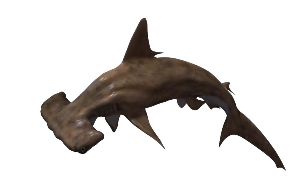 Hammerhead Shark No Background Png Hammerhead Sharks Transparent Background Shark Transparent Background