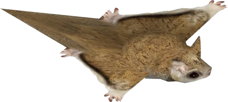 Squirrel Png Picture 850743 Png Images Flying Squirrel Squirrel Transparent Background