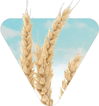 Wheat For All Growing Conditions U0026 End Uses Canterra Seeds Spelt Png Wheat Png