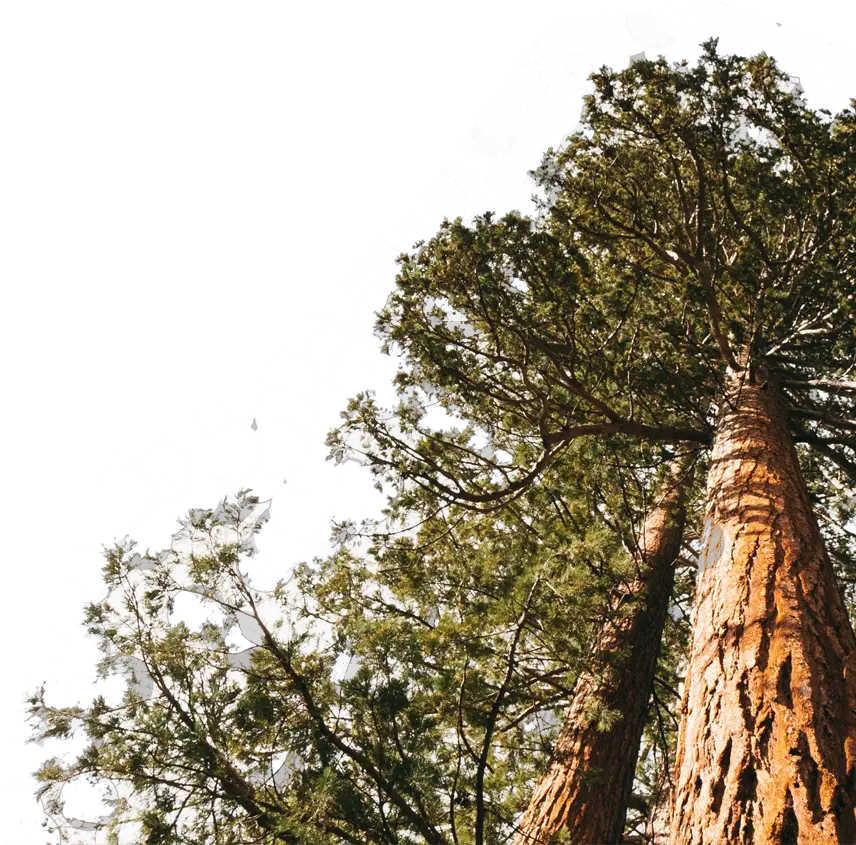 Redwood Forest Png U0026 Free 757560 Png Redwood Forest Tree Png