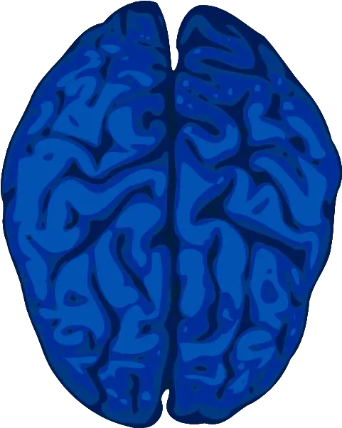 Blue Brain Clip Art Vector Clip Art Online Brain Clipart Png Brain Vector Png