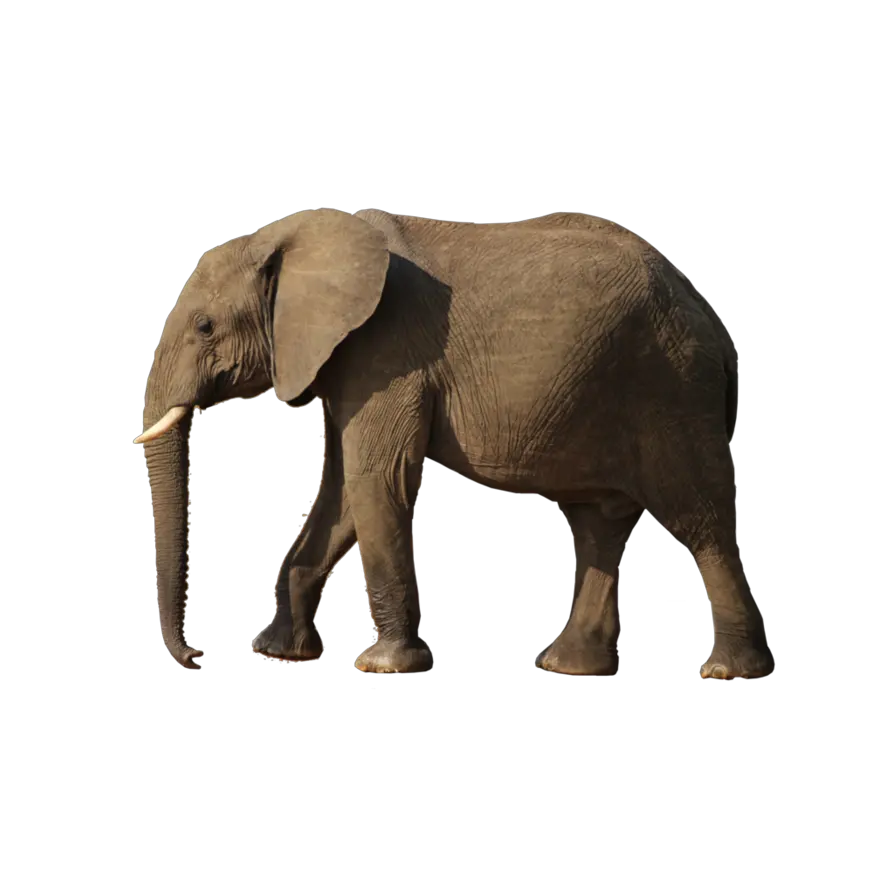 Png Background Atheist Memes On Hinduism Elephant Transparent Background