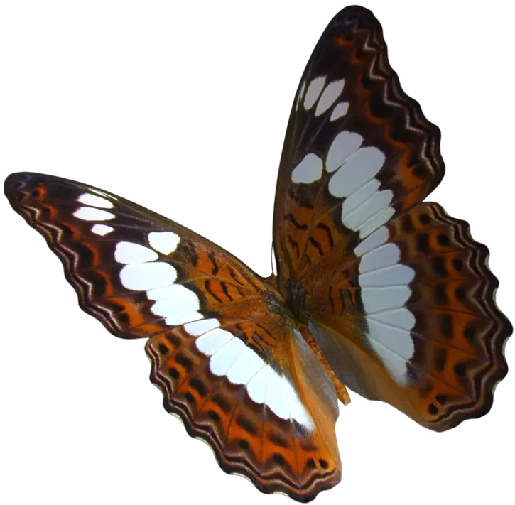 Flying Butterflies Png Clipart Best Real Butterfly Transparent Background Butterfly Transparent Background