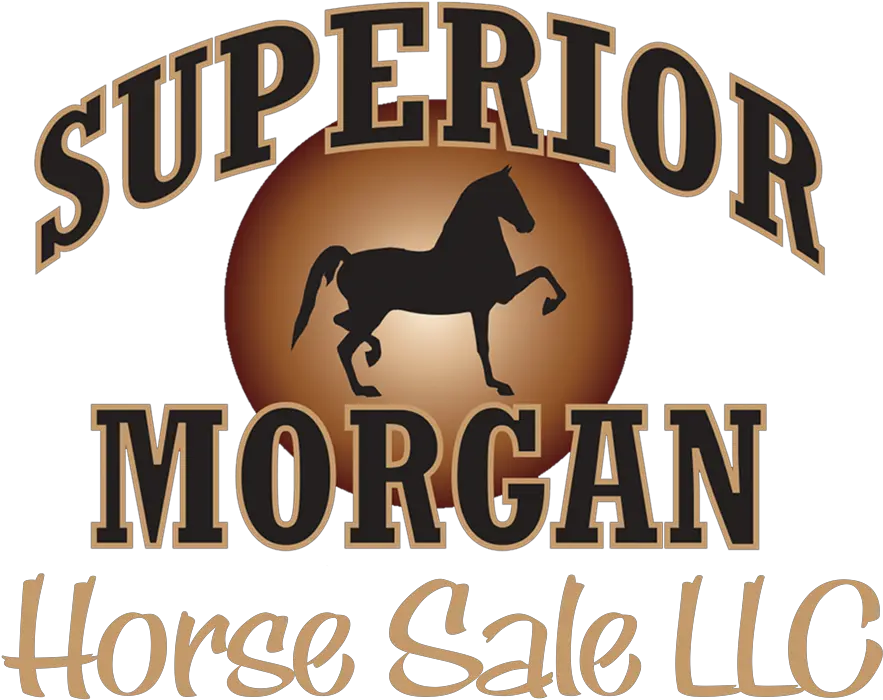 Sweepstakes Info Superior Morgan Horse Sale Language Png Steve Mcqueen An American Icon