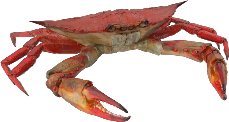 Crab Episode Life Freshwater Crab Png Crab Png