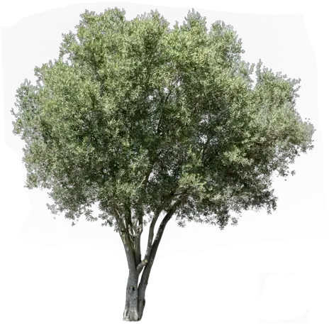 Mediterranean Trees Transparent Background Olive Tree Png Tree Cutout Png