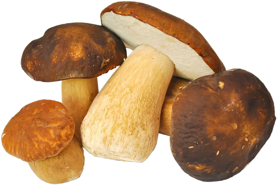 Mushroom Porcini Mushrooms Forest Free Photo On Pixabay Jamur Porcini Png Mushroom Transparent