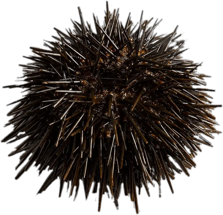 Fresh Sea Urchin Transparent Png Sea Urchin Png Sea Urchin Png