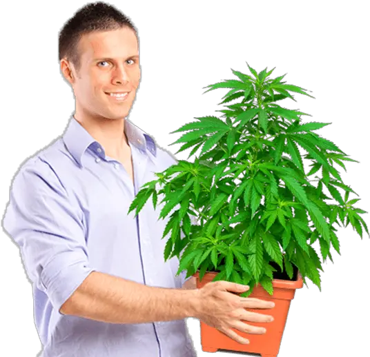 Download Marijuana University Graduate Holding Medium Size Hps Grow Light Png Weed Plant Png