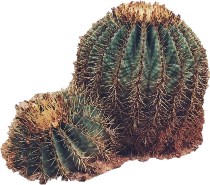 Cactus Png Clipart Background Real Cactus In Desert Png Cactus Transparent Background