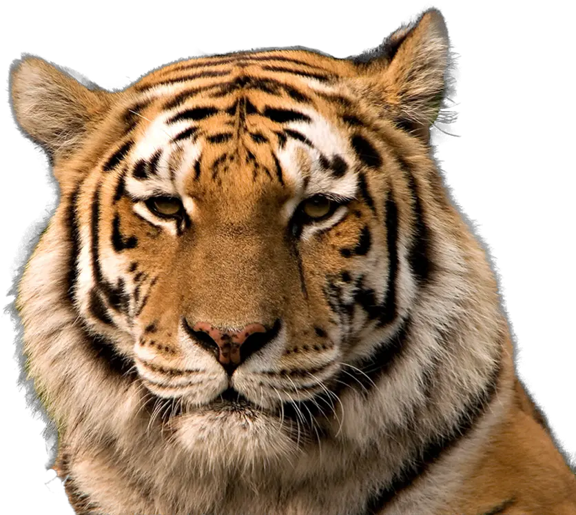 Tiger Face Transparent Background Png Siberian Tiger Face Tiger Head Png