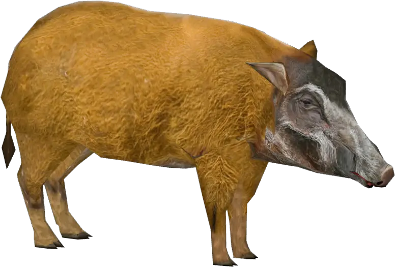 Red River Hog Dutchdesigns Zt2 Download Library Wiki Animal Figure Png Hog Png