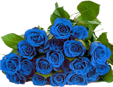 Download Blue Roses Png Blue Roses Png Hd Png Image With Blue Roses Transparent Background Rose Png Hd