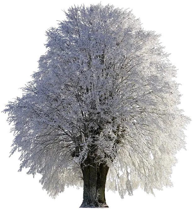 Png Wintry Frost Winter Frozen Snow Tree Cold 12 Inch By 18 Inch Laminated Poster With Bright Colors And Vivid Imageryfits Perfectly In Many Snow Covered Trees Png Snow Frame Png