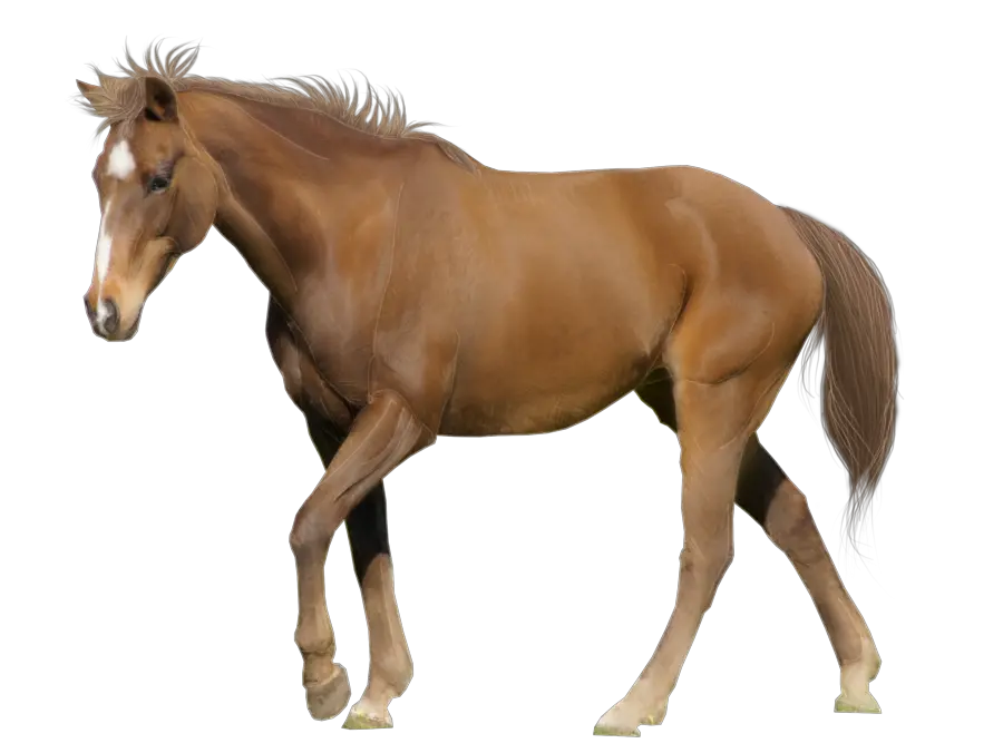 Brown Horse Png Image Download Horse Hd White Background Horse Clipart Png