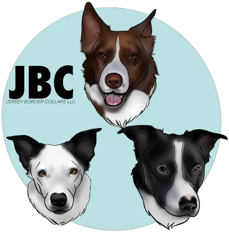 Jersey Border Collars Northern Breed Group Png Paw Print Icon Border