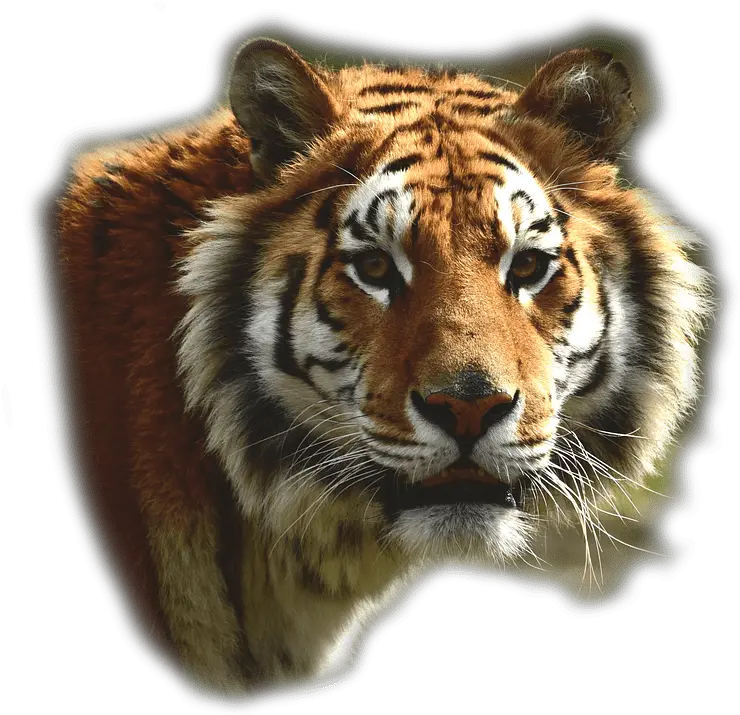 Bengal Tiger Transparent Png Tiger Bengal Transparent Tiger Face Png