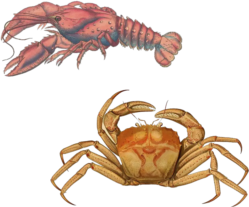 Lobster Transparent Background Png Arts Crab Illustration Antique Crab Transparent Background