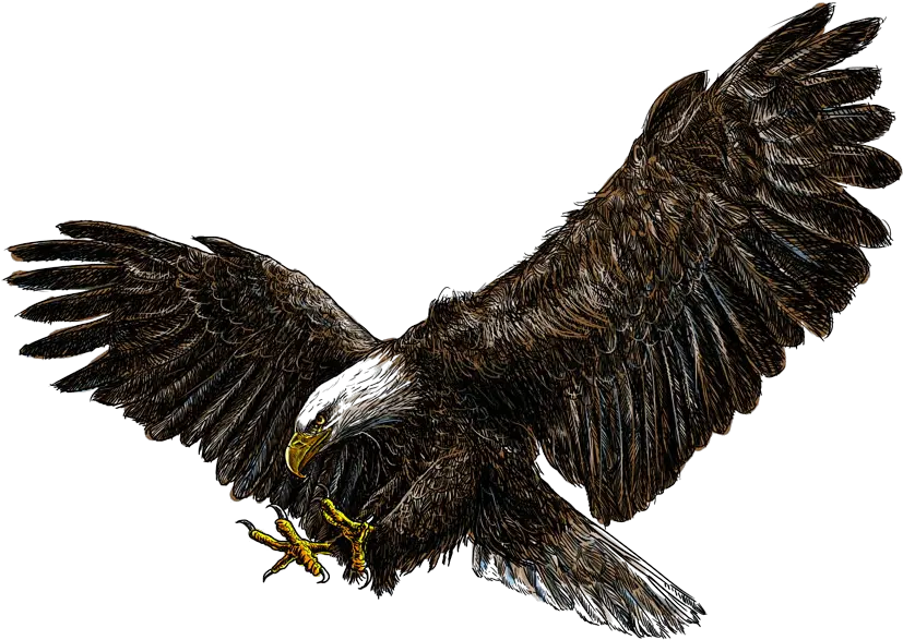 Bald Eagle Png Pic All Eagle Flying No Background Bald Eagle Transparent