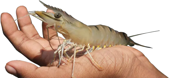 Home Shrimp Processor And Exporter In Bangladesh Png Shrimp Png