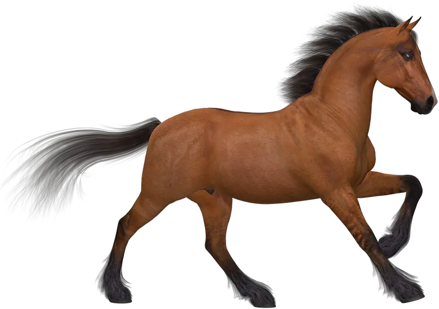 Horse Running Png 5 Image De Cavalo Png Horse Running Png